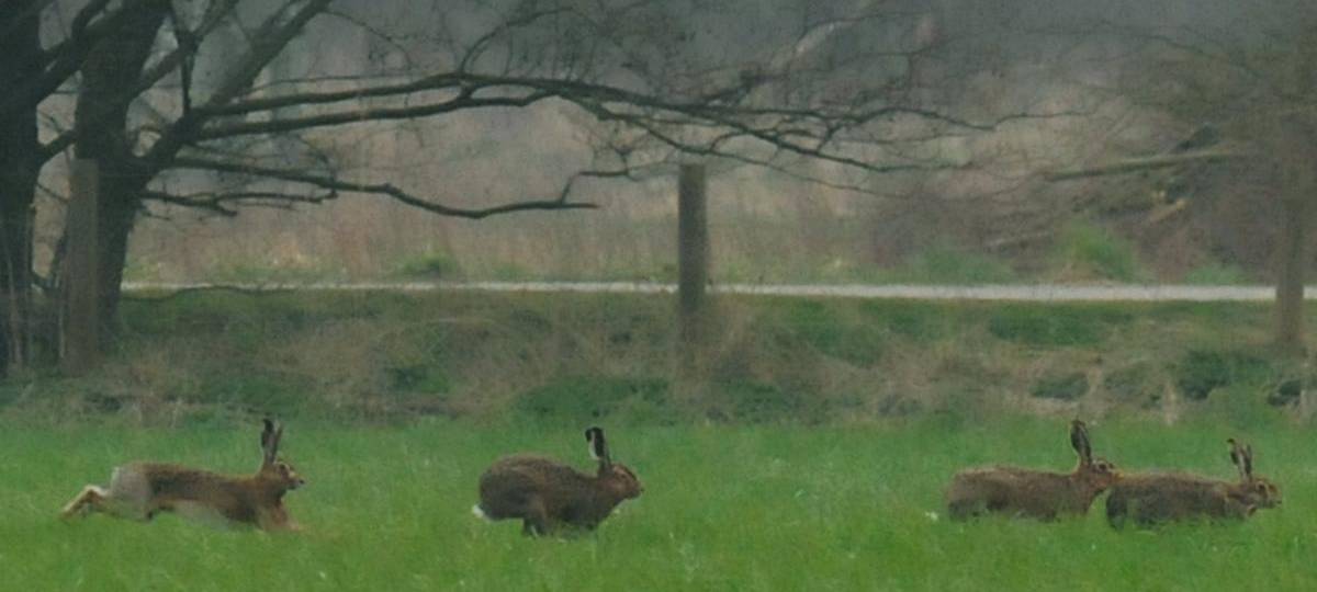 Feldhasen am Niederrhein erholen sich nach Seuche