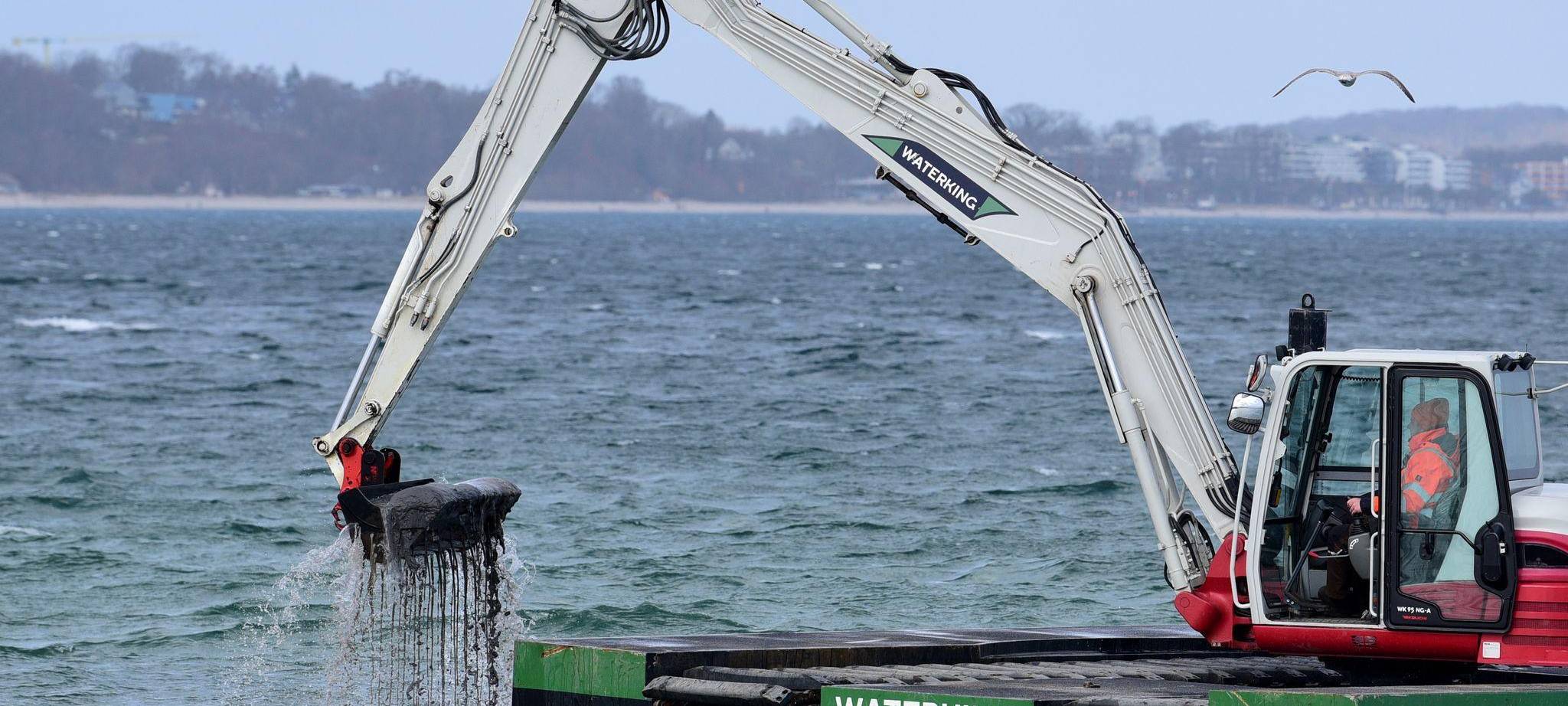 Wal an der Ostseeküste gestrandet