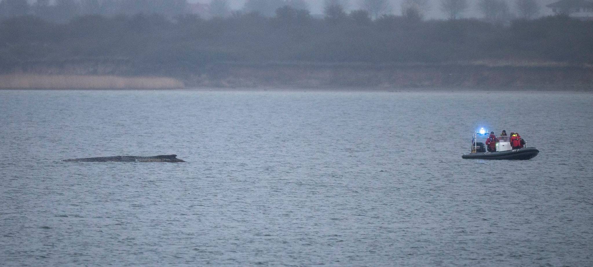 Buckelwal liegt weiterhin in Wismarer Bucht