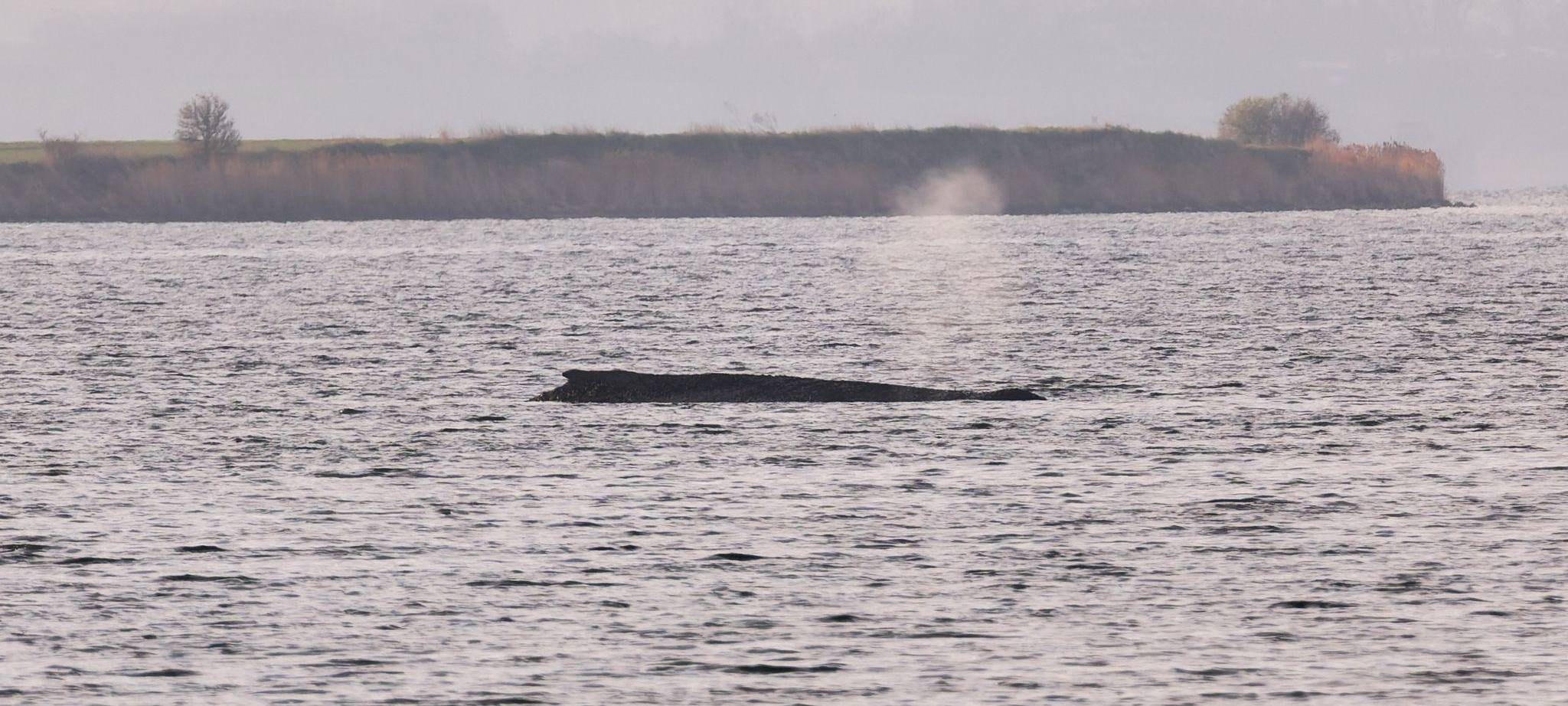 Buckelwal sitzt weiterhin vor Insel Poel fest