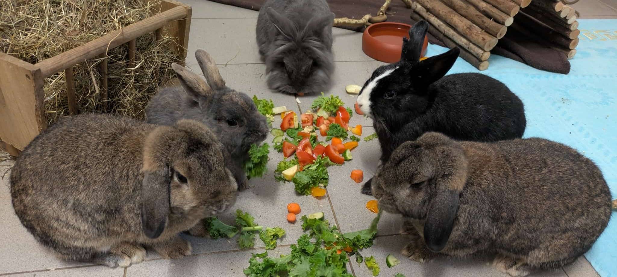 Immer mehr Kaninchen landen in Kamp-Lintfort im Tierheim