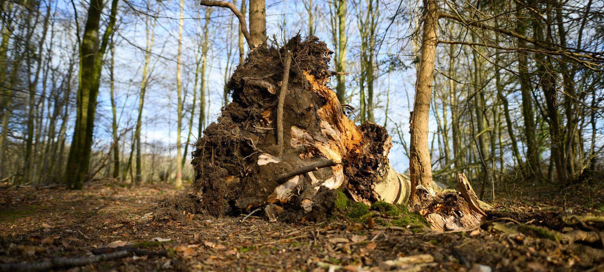 Baum umgestürzt - Drei Tote bei Flensburg