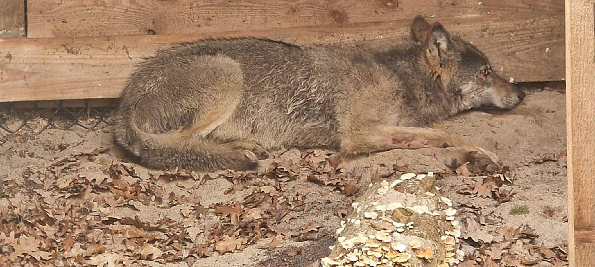 Hamburger Wolf in Tierauffangstation