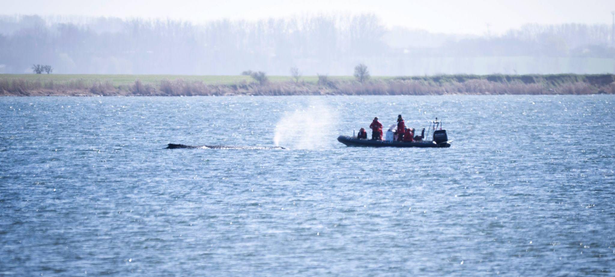 Buckelwal liegt weiter in Wismarer Bucht