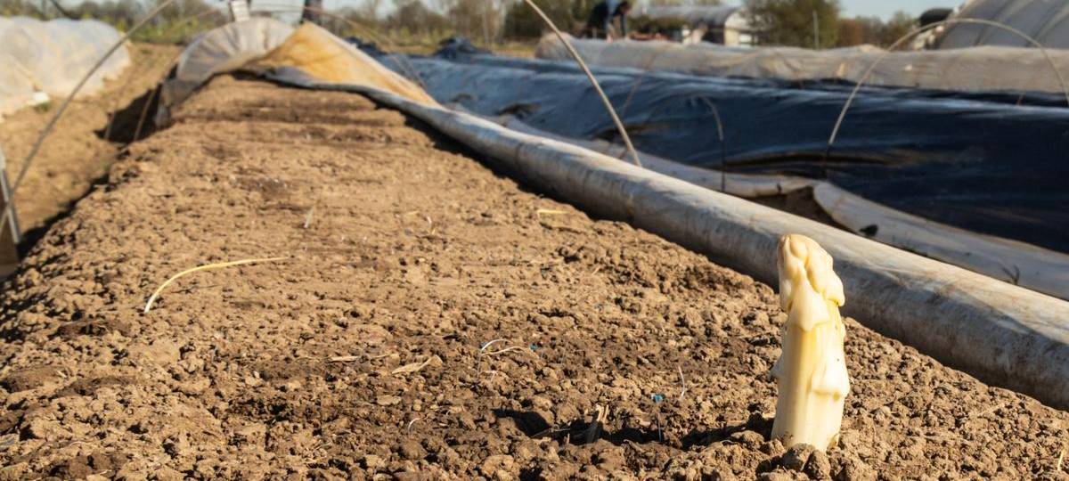 Spargelsaison startet heute offiziell in NRW