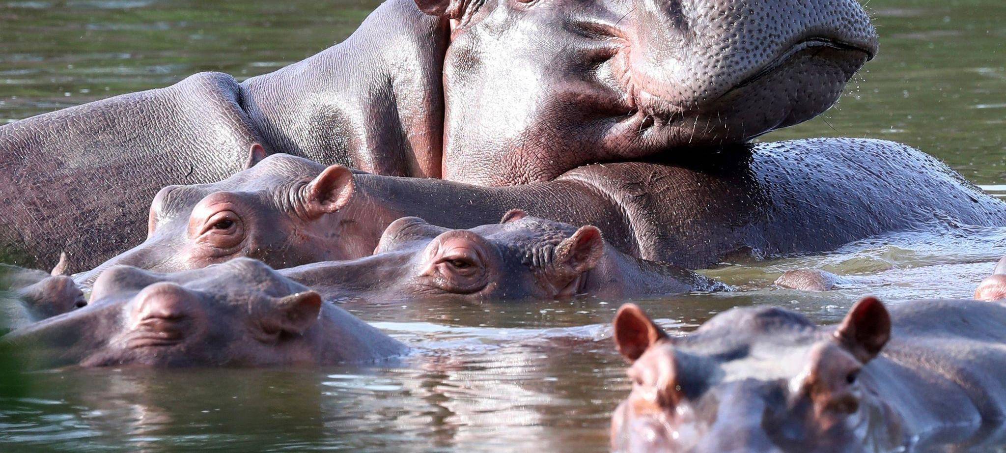 Invasive große Tiere in Seen: Jede zweite Art macht Probleme