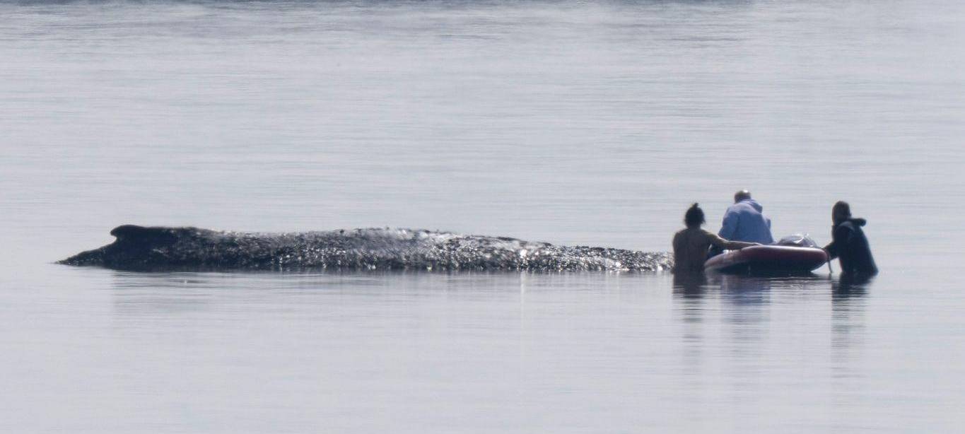 Rettungsaktion für den Buckelwal