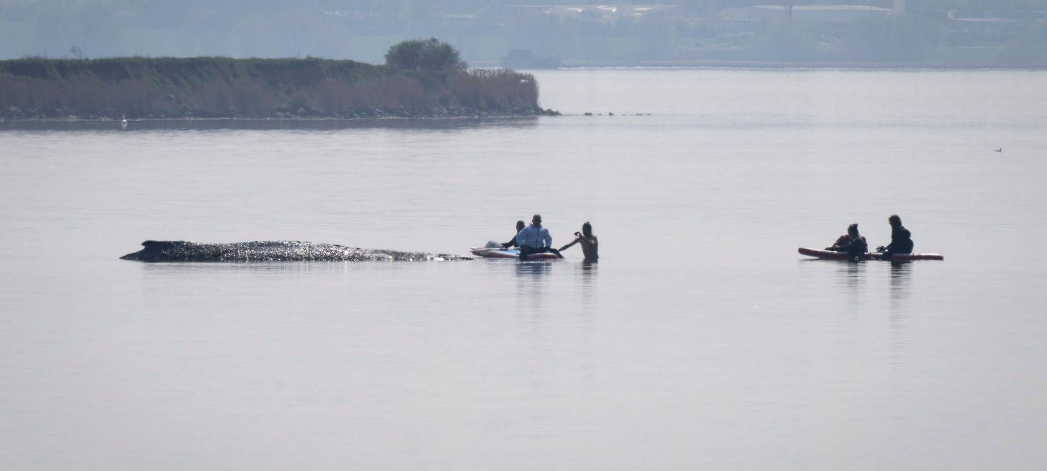 Rettungsaktion für den Buckelwal