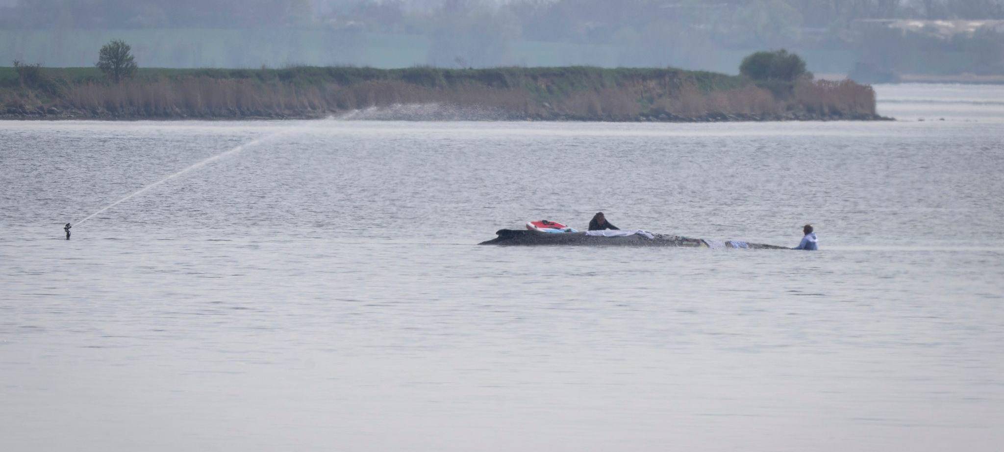 Rettungsaktion für den Buckelwal