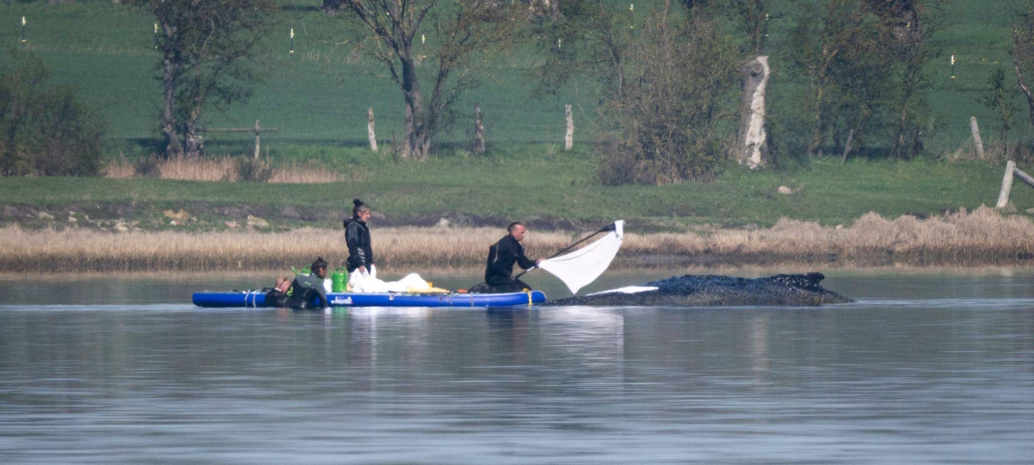 Rettungsaktion für den Buckelwal