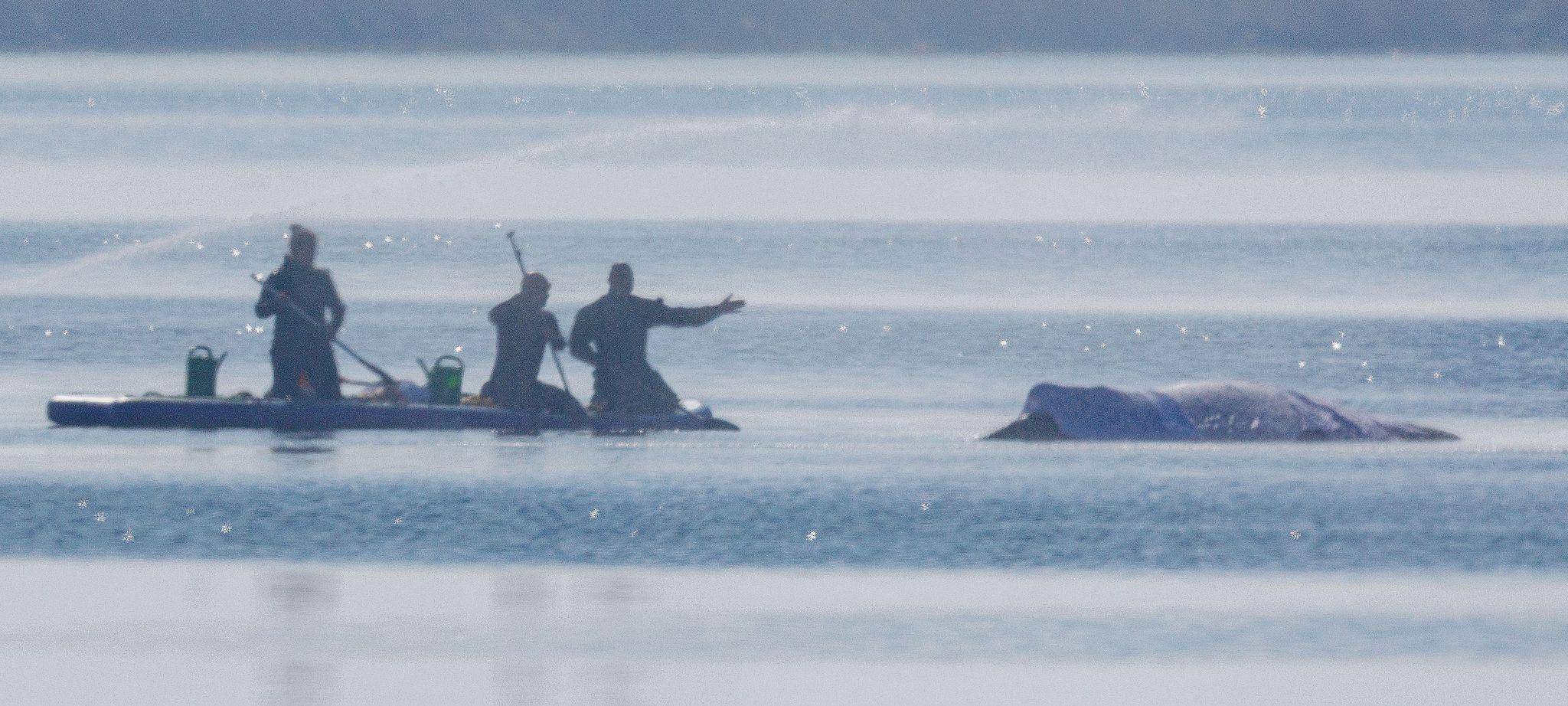 Rettungsaktion für den Buckelwal