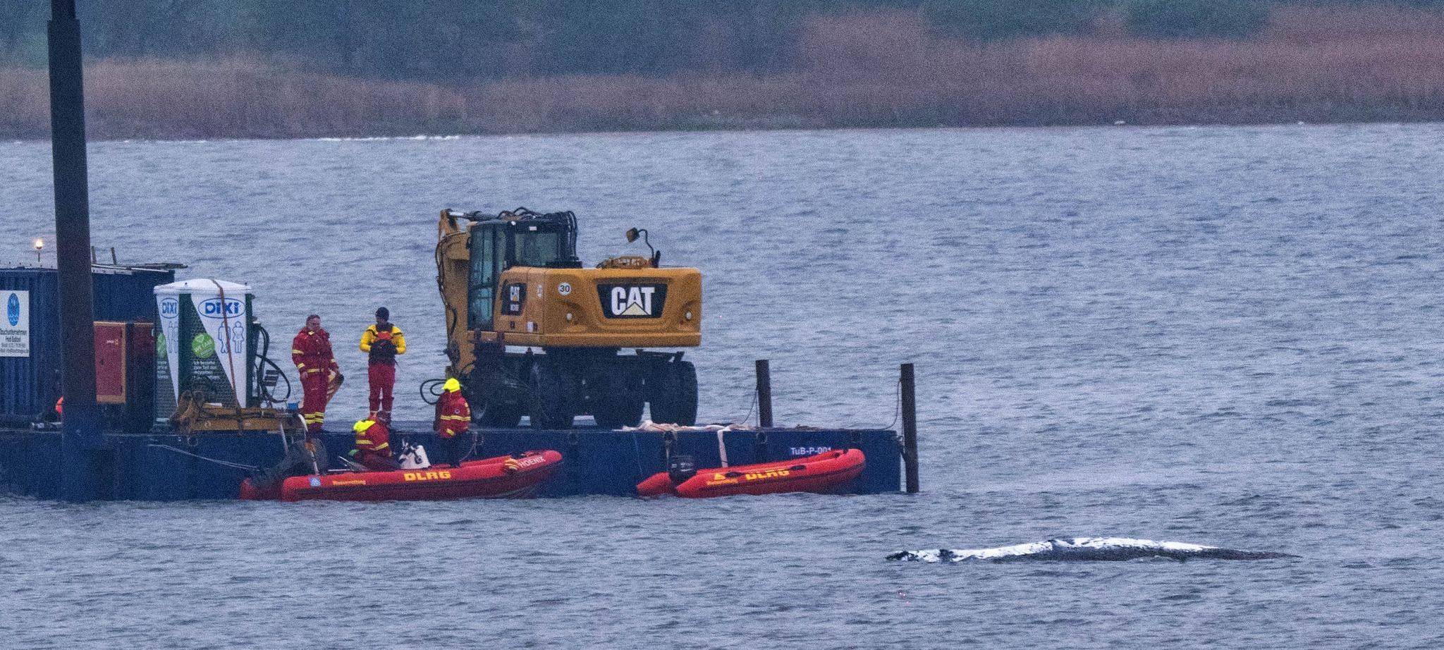 Rettungsaktion für den Buckelwal