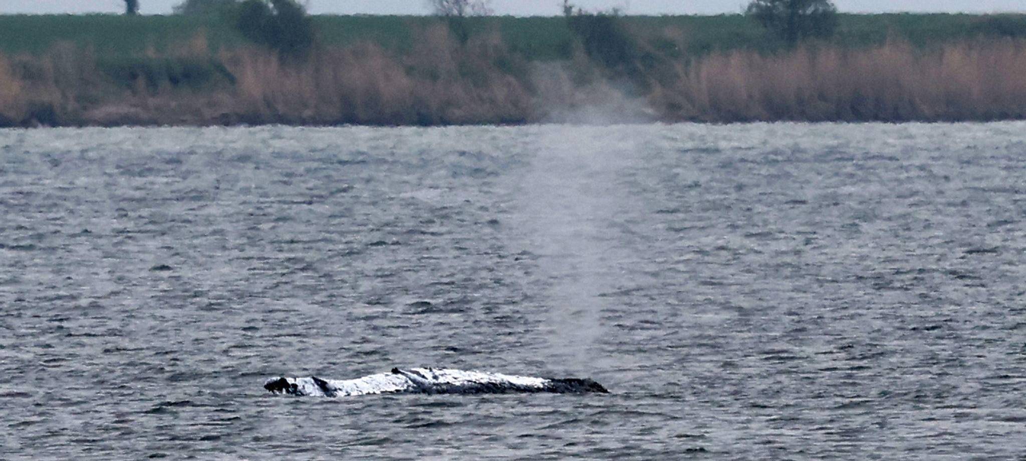 Rettungsaktion für den Buckelwal