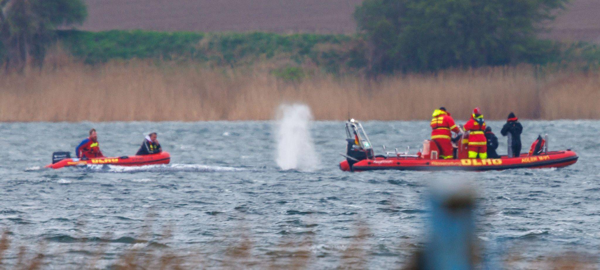 Gestrandeter Buckelwal schwimmt