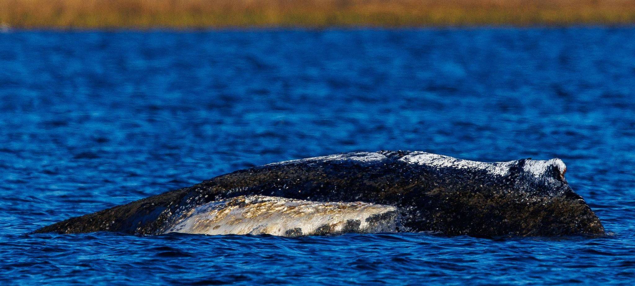 Weitere Entwicklung zum Buckelwal in der Ostsee