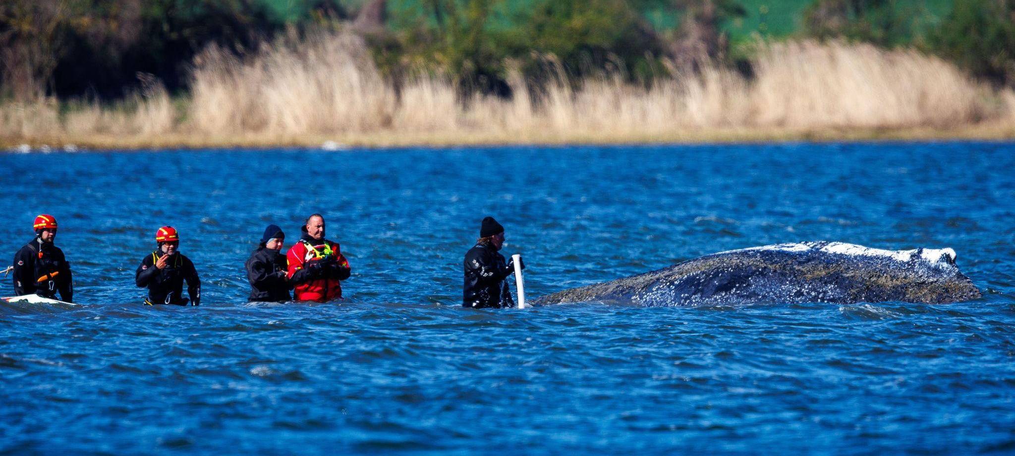 Weitere Entwicklung zum Buckelwal in der Ostsee