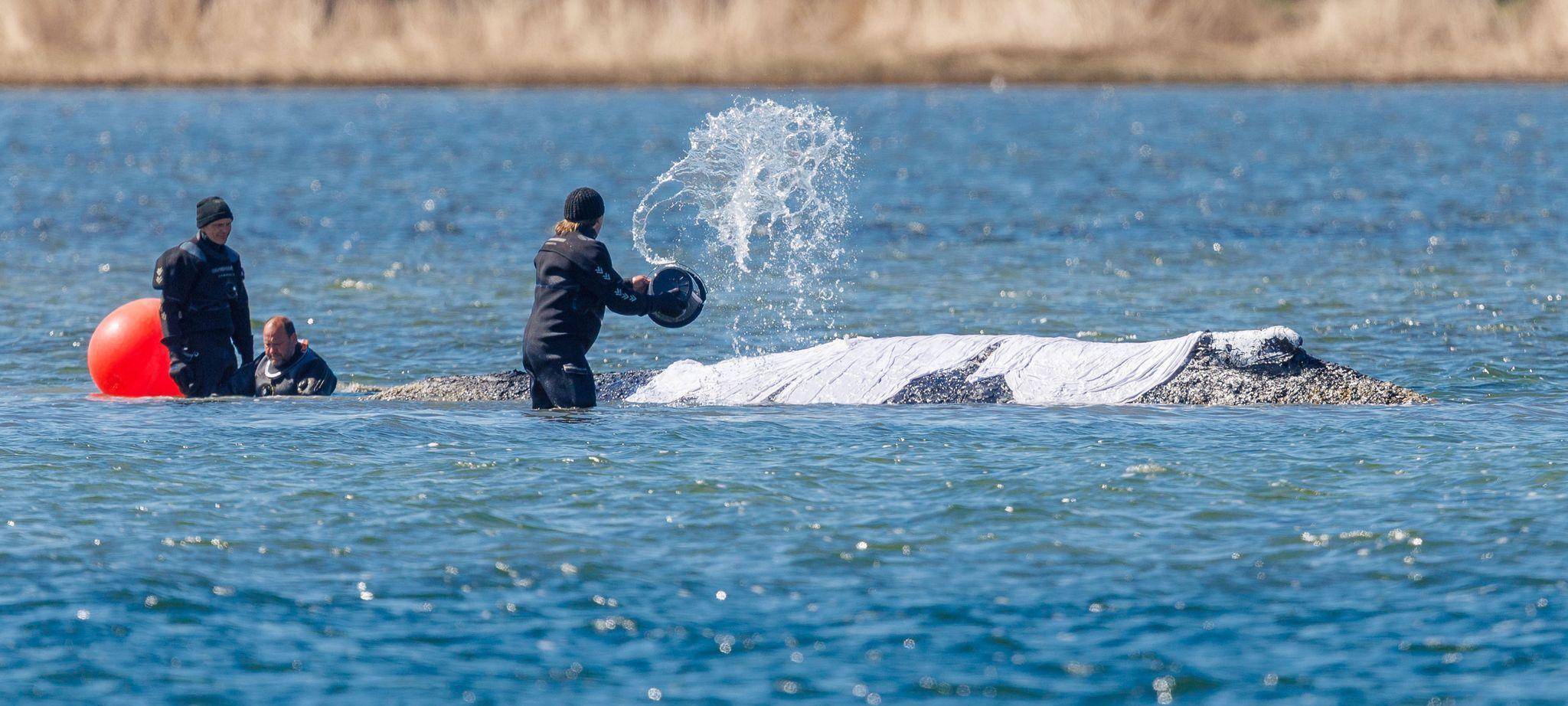 Weitere Entwicklung zum Buckelwal in der Ostsee