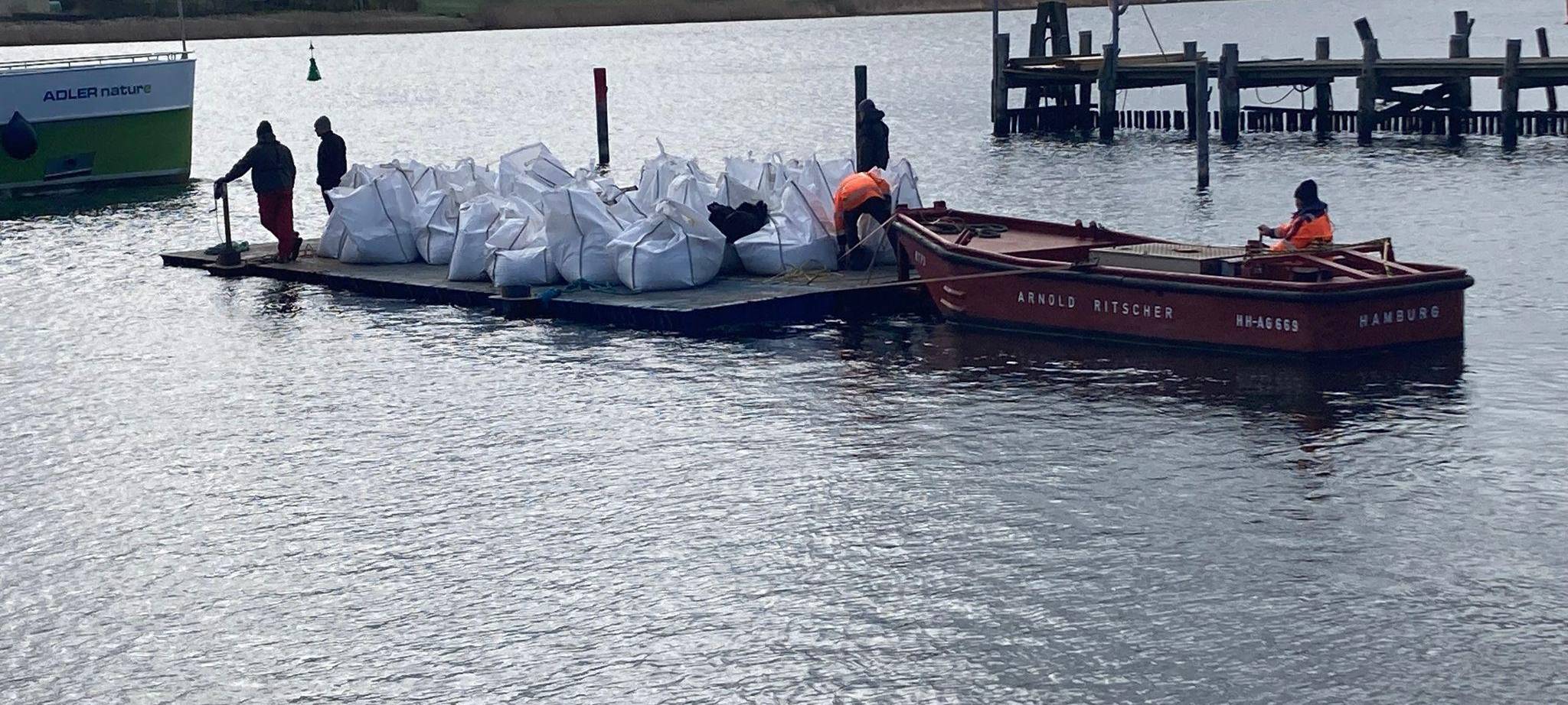 Weitere Entwicklung zum Buckelwal in der Ostsee