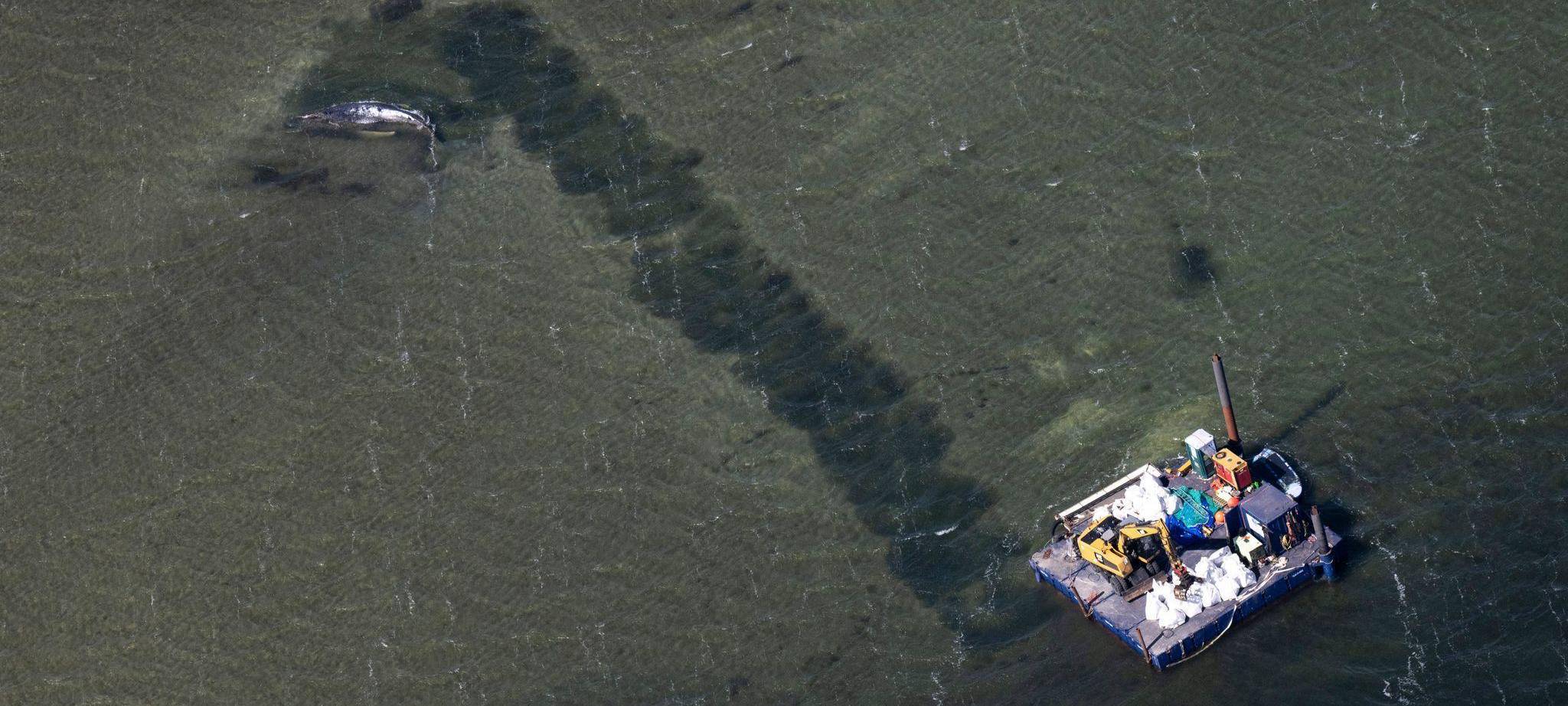 Ministerium duldet möglichen Transport des Buckelwals