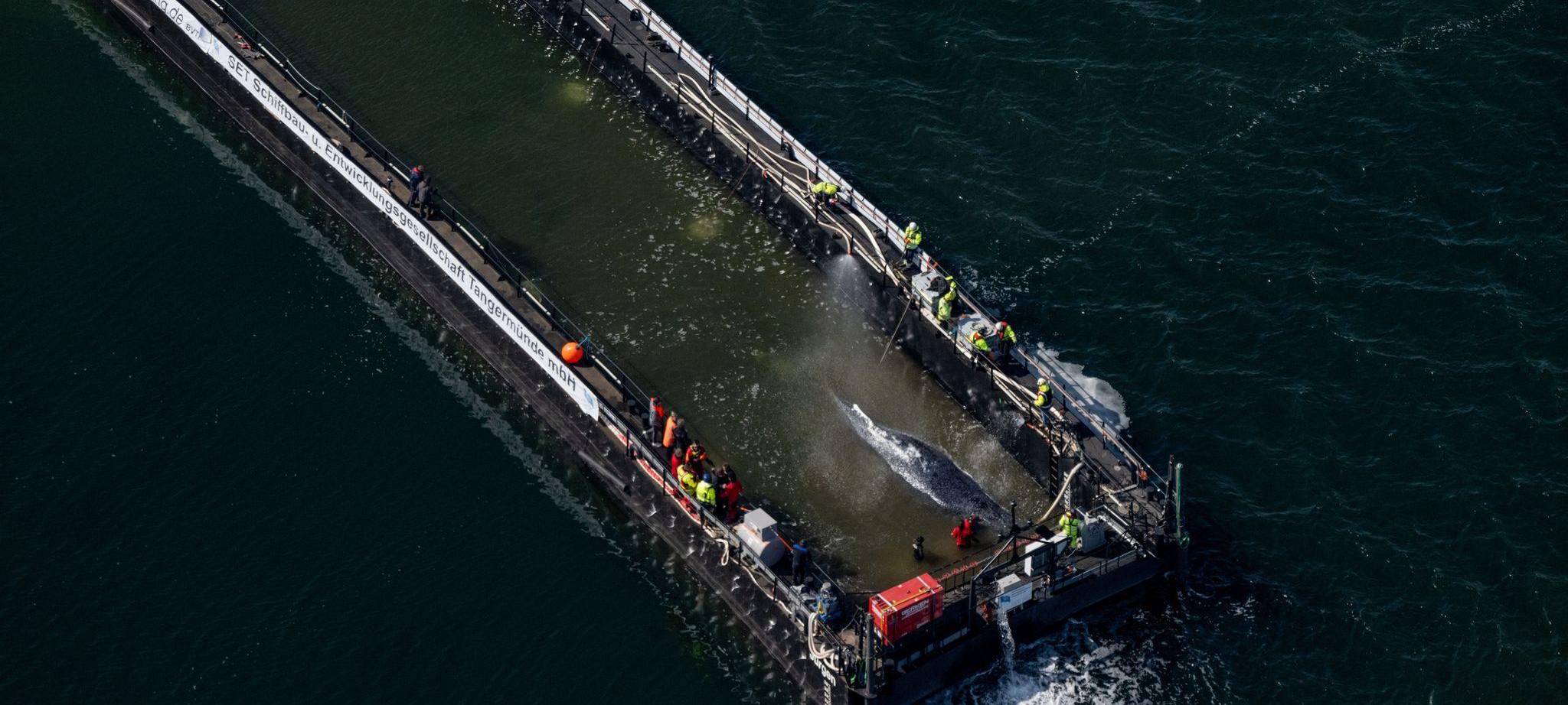 Weitere Entwicklung zum Buckelwal in der Ostsee