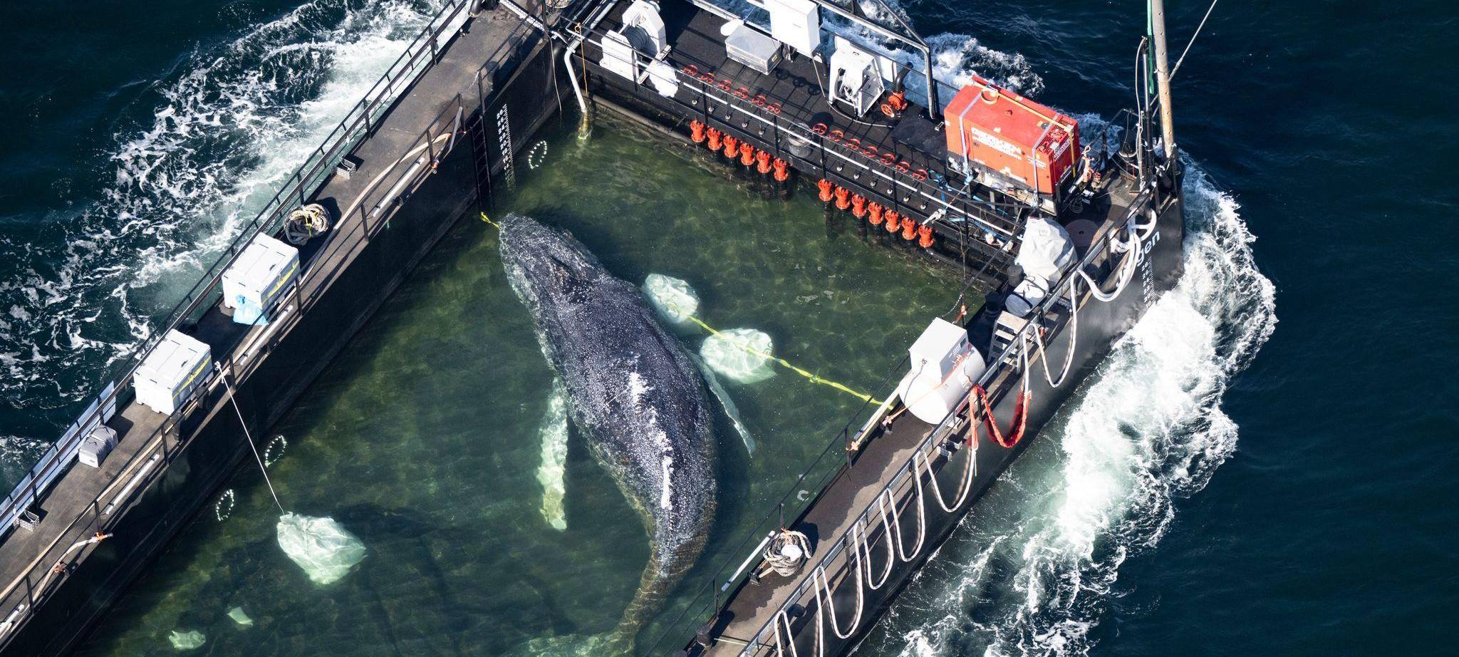 Weitere Entwicklung zum Buckelwal in der Ostsee