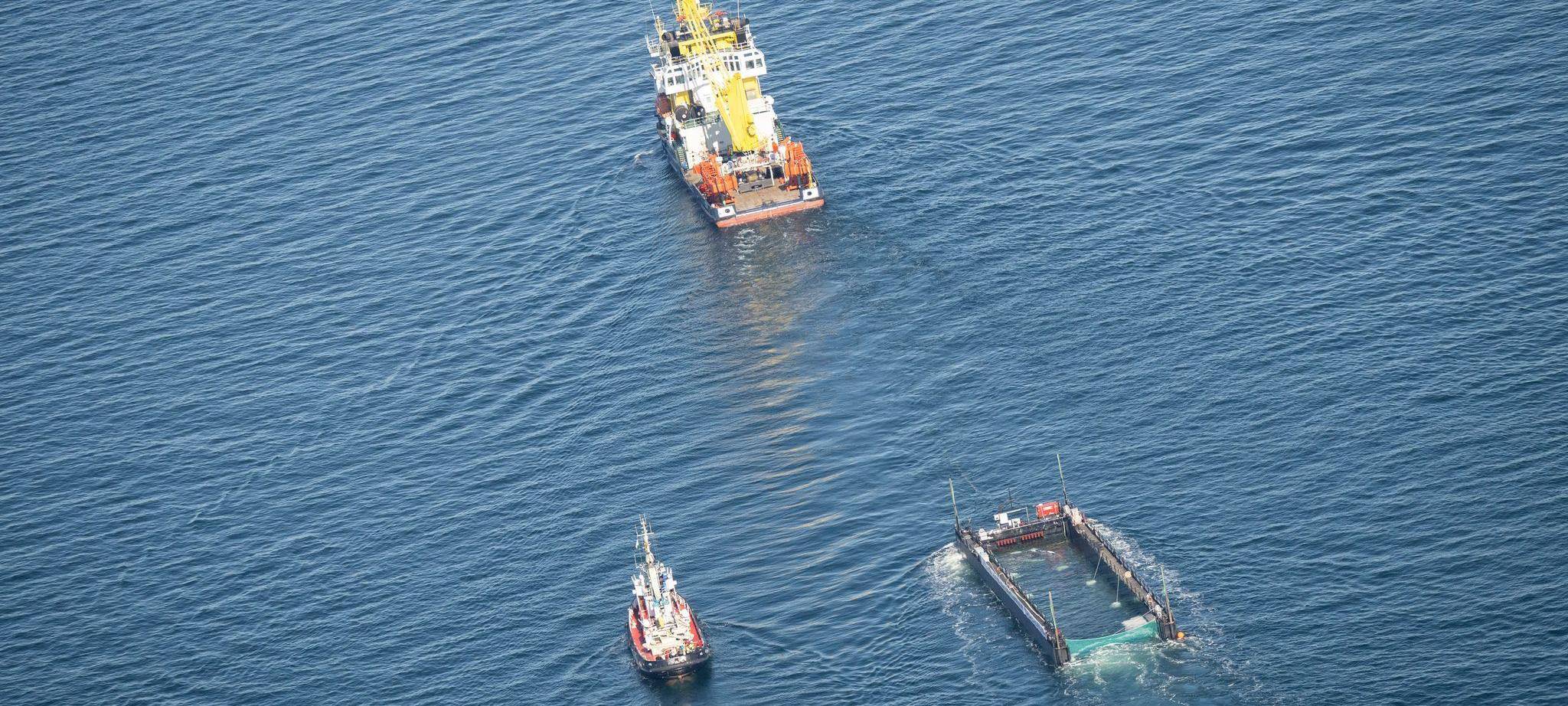 Weitere Entwicklung zum Buckelwal in der Ostsee
