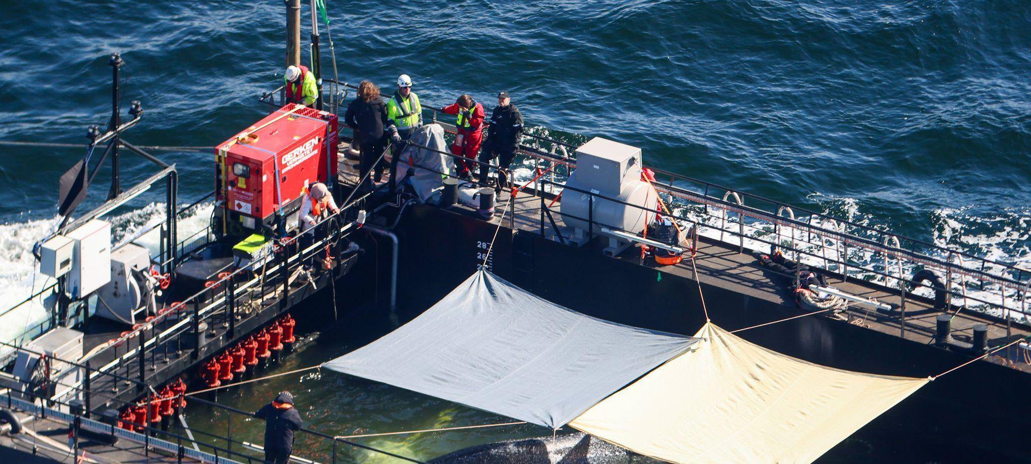 Weitere Entwicklung zum Buckelwal in der Ostsee