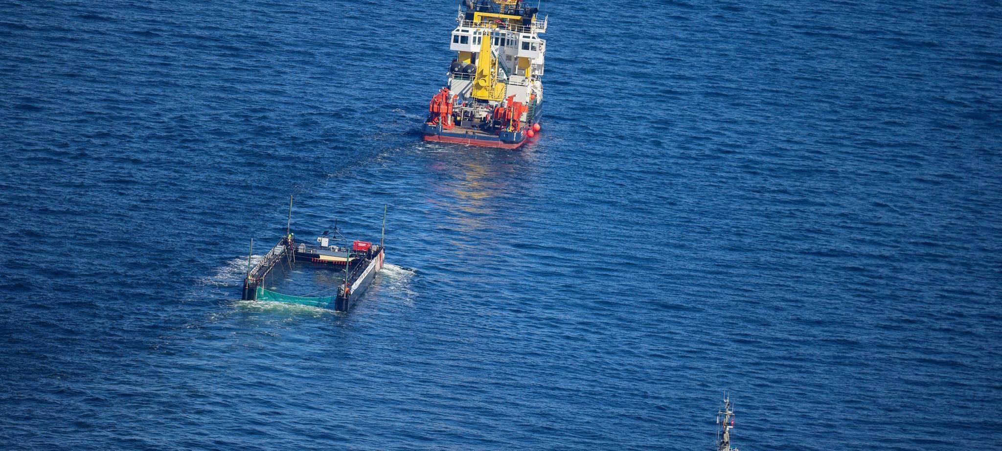 Weitere Entwicklung zum Buckelwal in der Ostsee