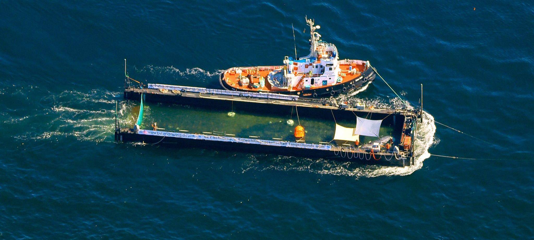 Weitere Entwicklung zum Buckelwal auf dem Weg aus der Ostsee