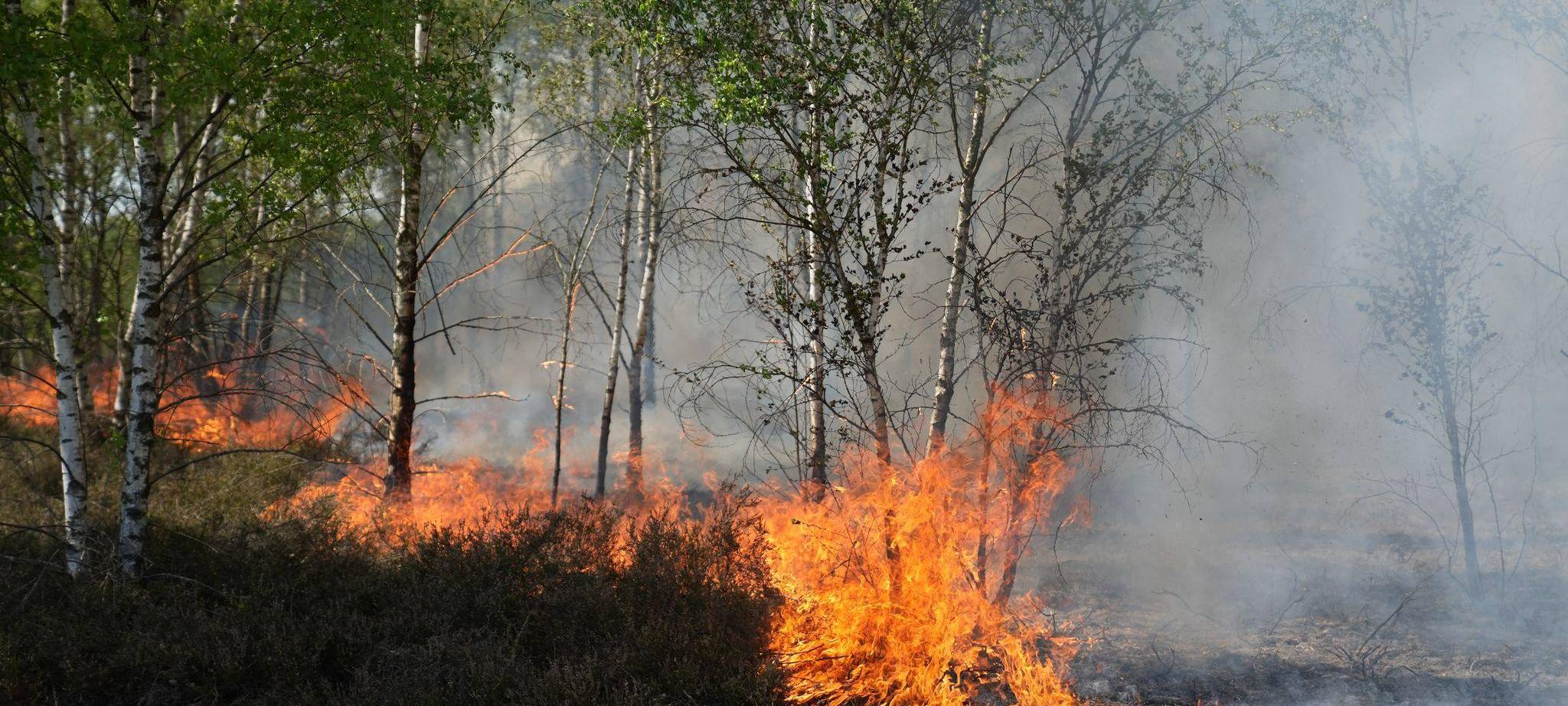 Waldbrand auf munitionsbelastetem Gelände bei Jüterbog