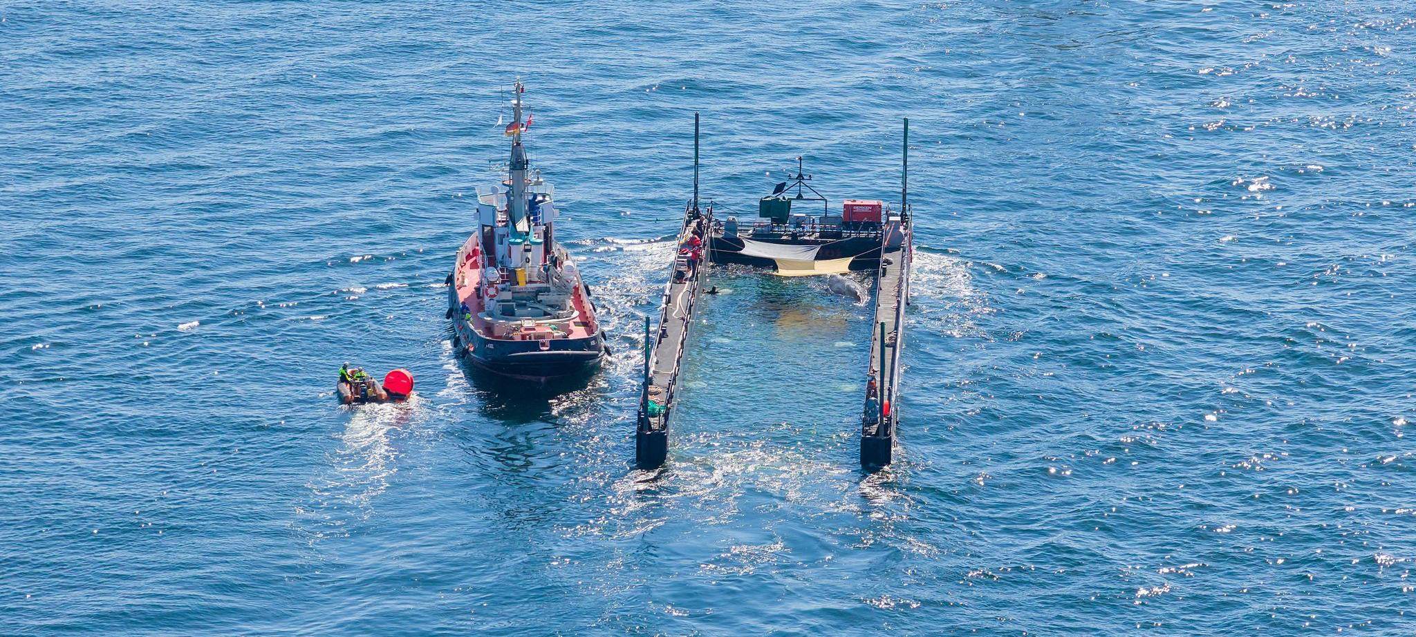 Buckelwal auf dem Weg aus der Ostsee