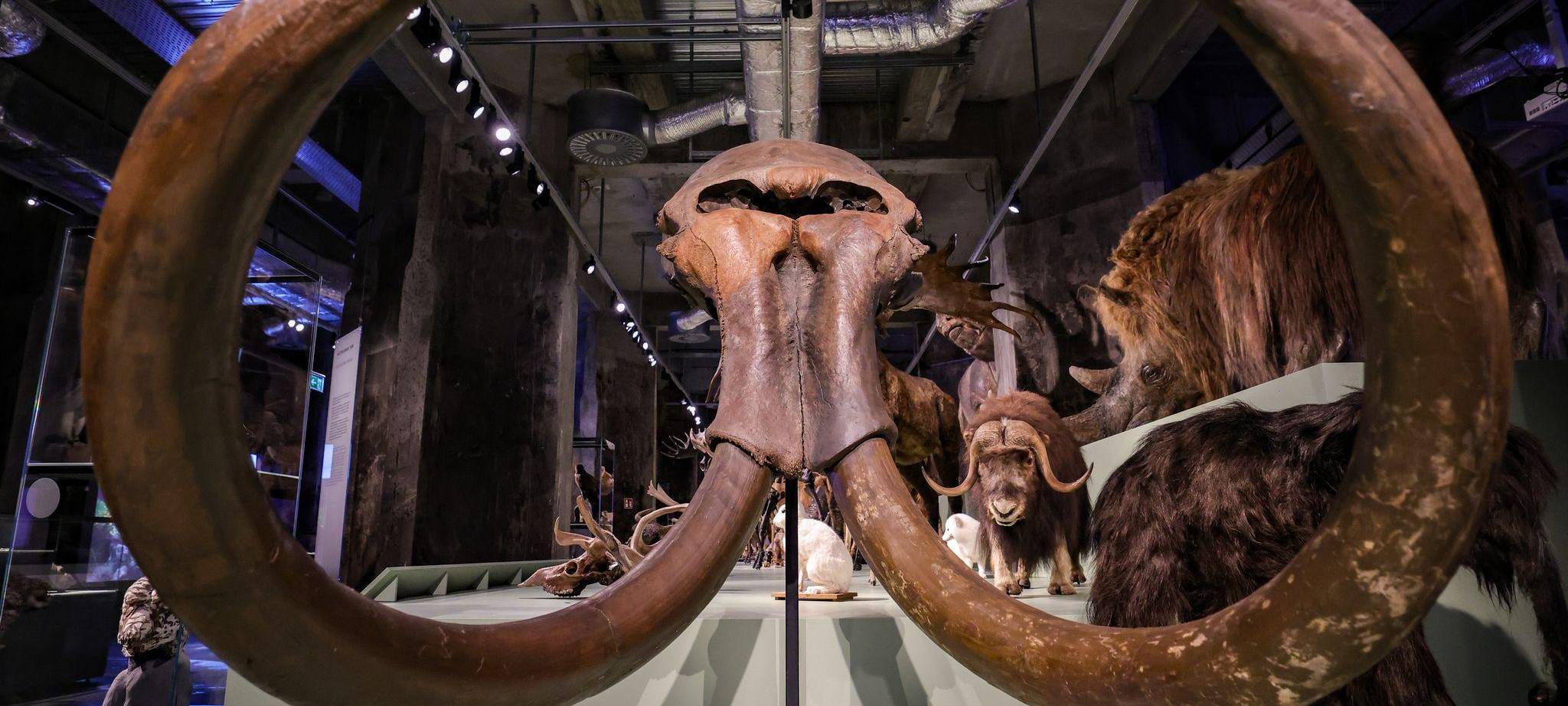 Ausstellung "Überleben in der Eiszeit" im Ruhr Museum Essen