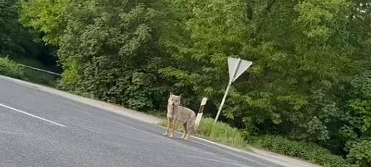 Mutmaßlicher Wolf am Baerler Busch gesichtet