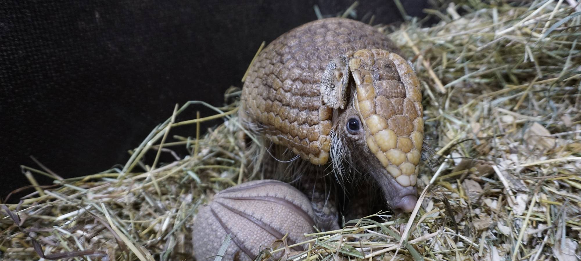 Seltener Nachwuchs bei Gürteltieren im Tiergarten Kleve