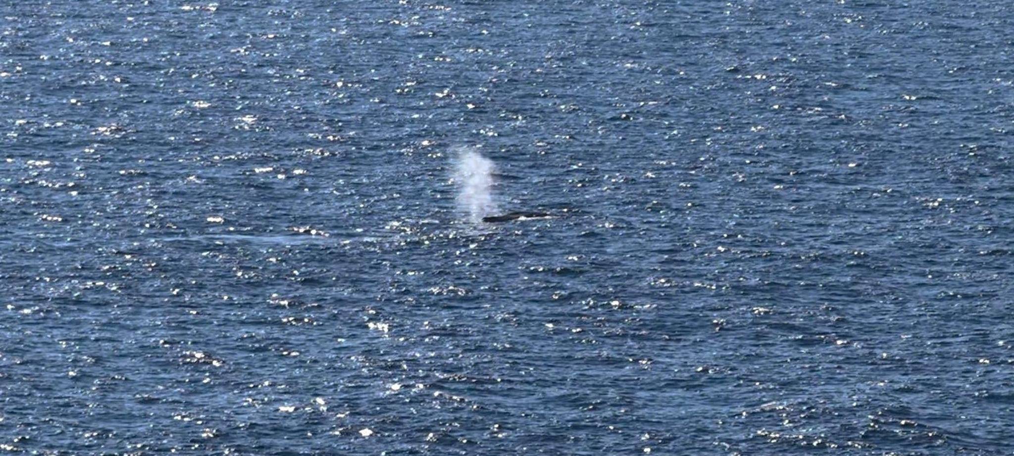 Der Buckelwal wurde Anfang Mai in der Nordsee freigesetzt