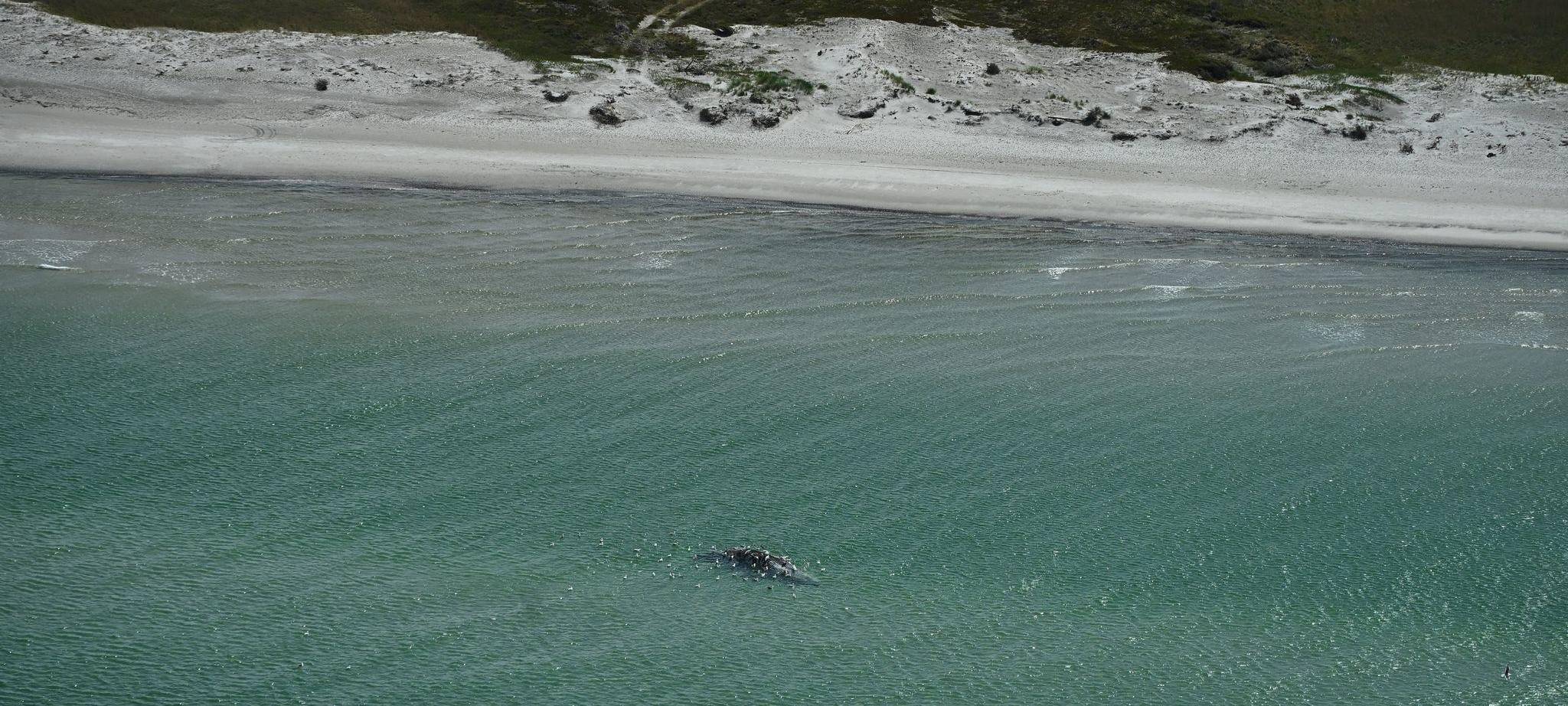 Toter Wal vor dänischer Insel Anholt entdeckt