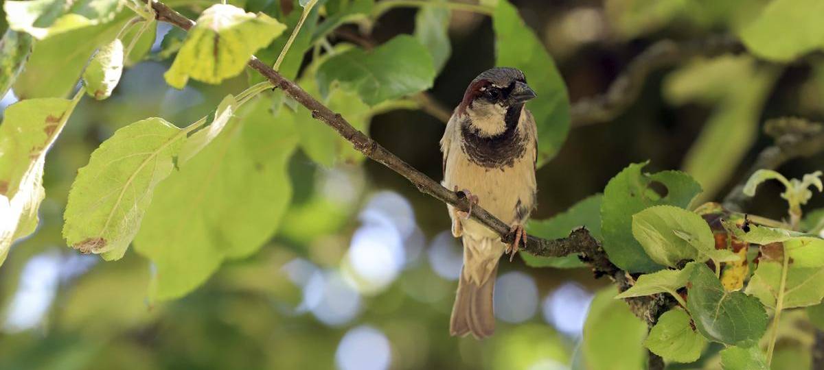 Spatz bleibt bei Vogelzählung Spitzenreiter im Kreis Wesel
