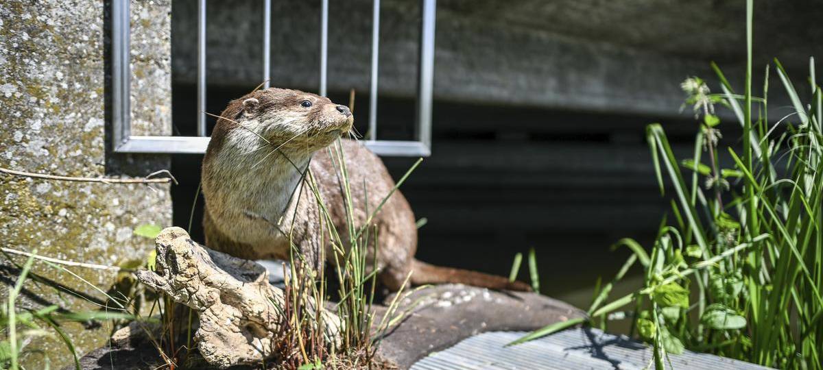 Fischotter kehrt an die Lippe zurück