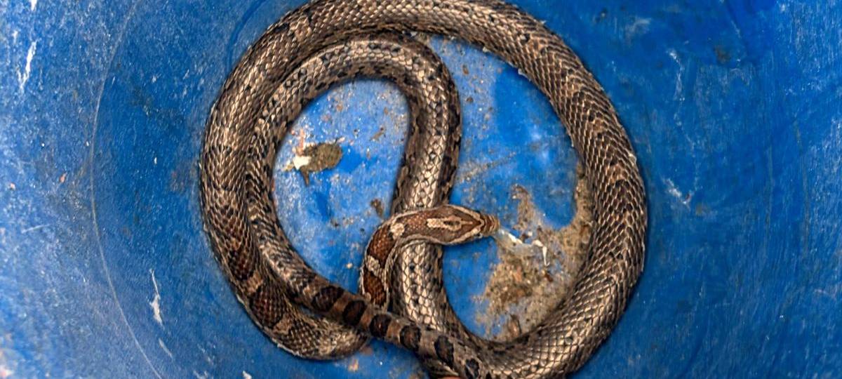 Schreck in Sonsbeck an Pfingsten - Schlange im Garten
