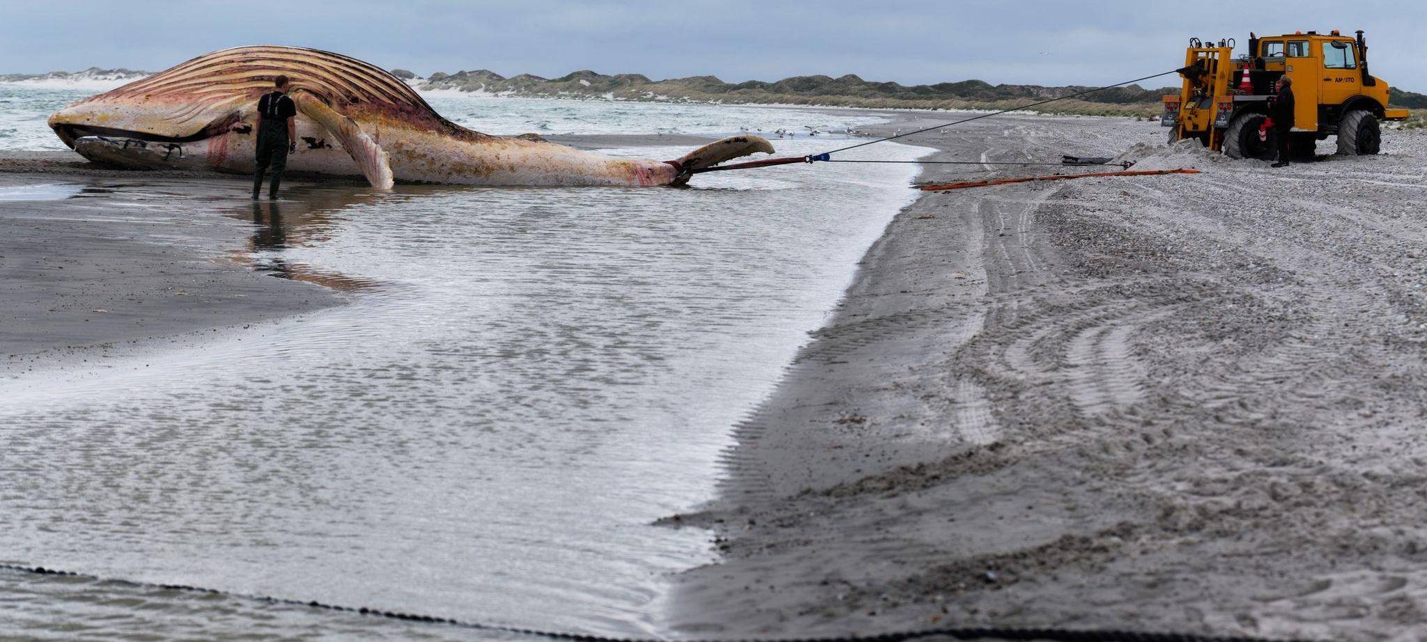 Toter Wal vor dänischer Insel Anholt