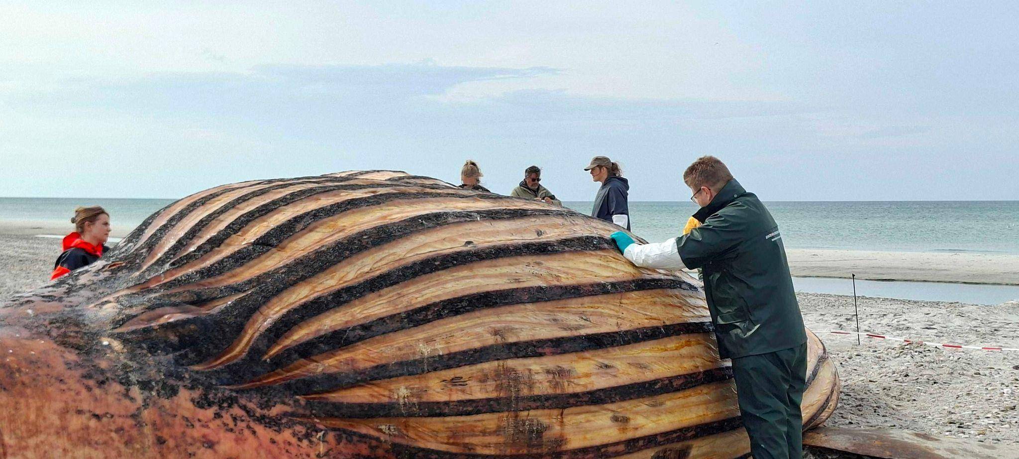 Weitere Entwicklung zum Buckelwal in der Ostsee