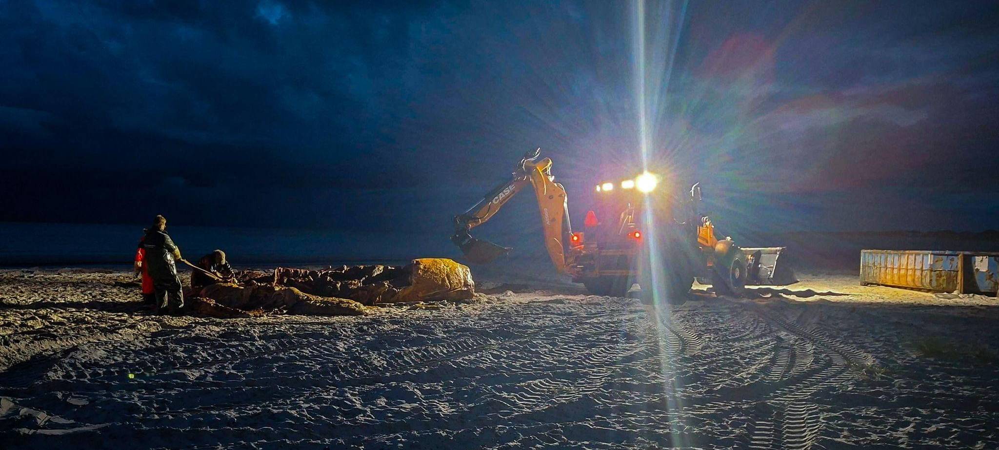 Weitere Entwicklung zum Buckelwal in der Ostsee