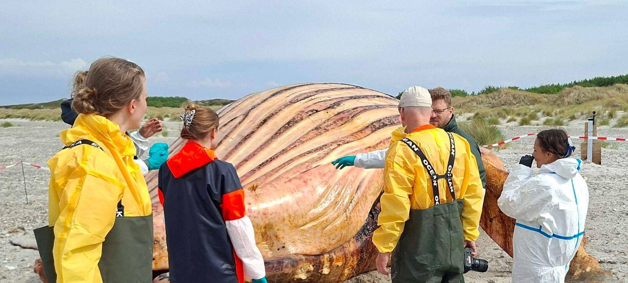 Weitere Entwicklung zum Buckelwal in der Ostsee