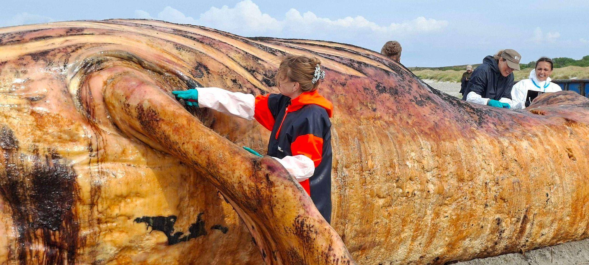 Weitere Entwicklung zum Buckelwal in der Ostsee