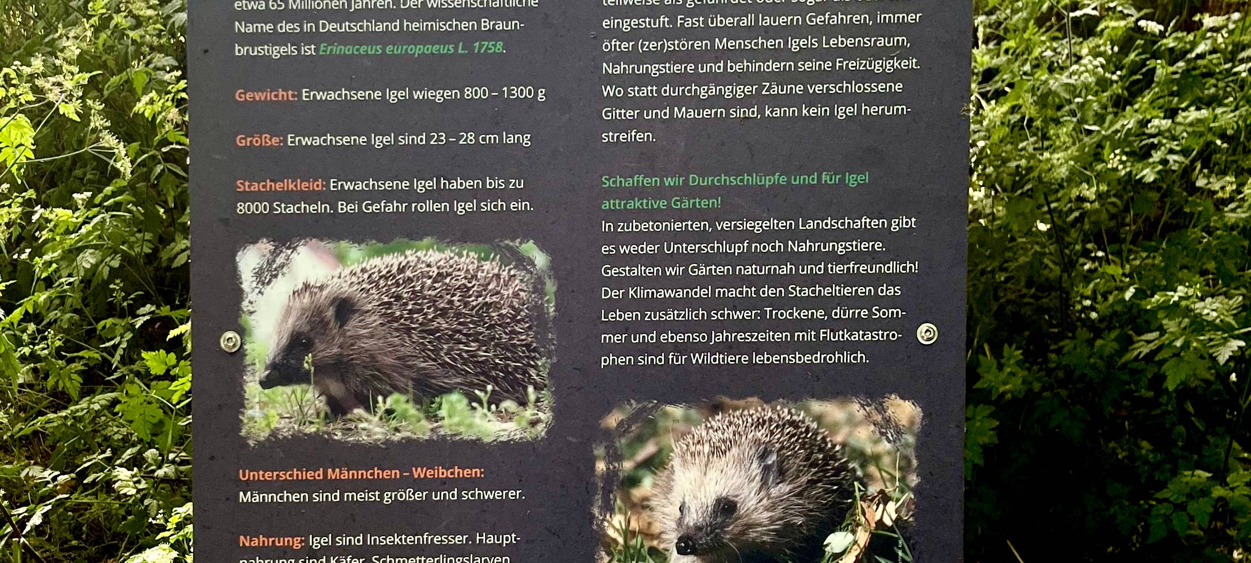 Neuer Igel-Lehrpfad in Rheinberg-Orsoy eröffnet