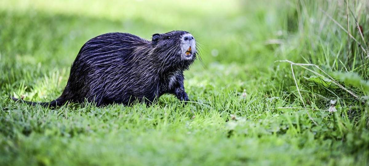 Sonsbeck überlegt Maßnahmen gegen zu viele Nutrias