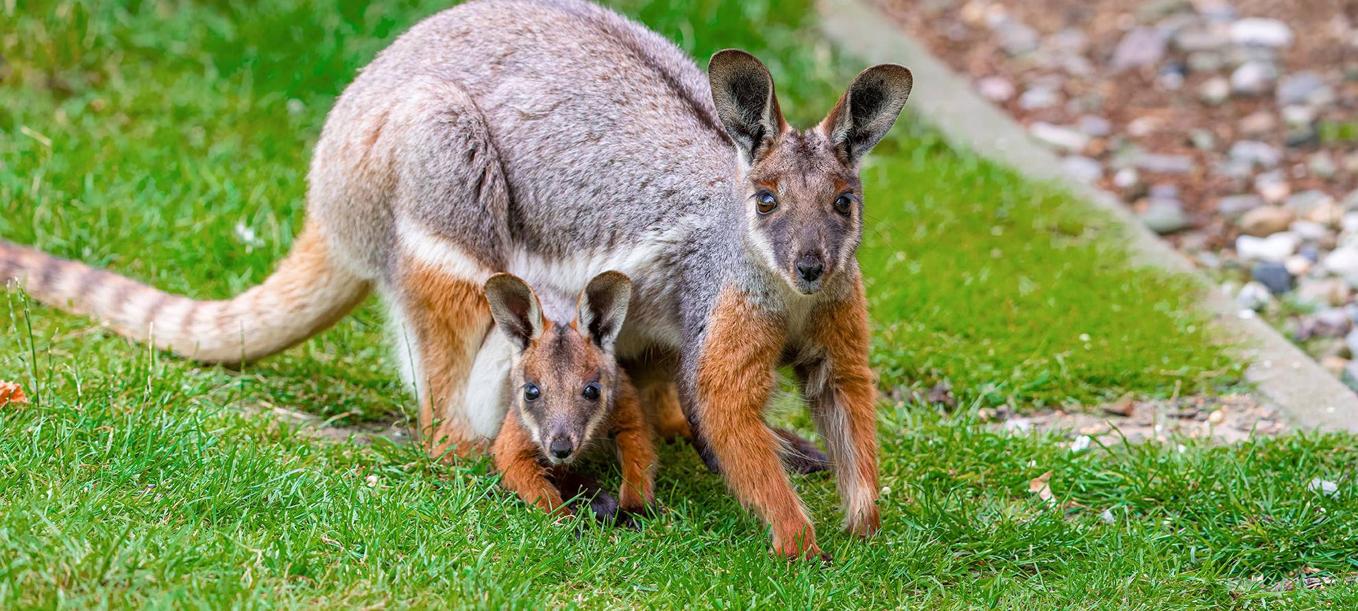 Zoo Duisburg hat Nachwuchs bei den Felsenkängurus