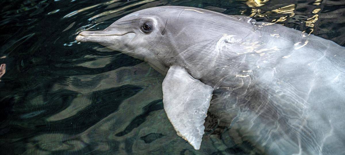 Eindringlinge stören Delfin-Show im Zoo Duisburg