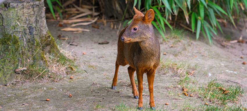 Zoo in Duisburg holt kleinste Hirschart der Welt