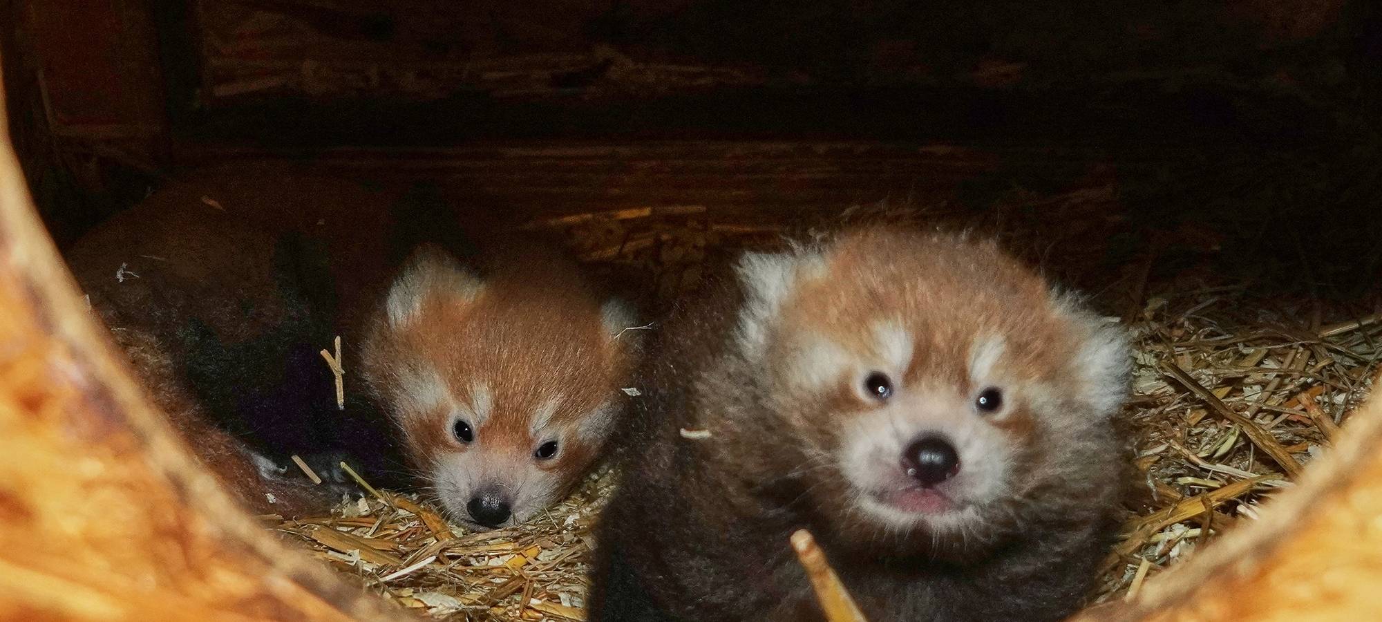 Rote Pandas im Tiergarten Kleve geboren